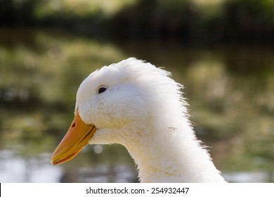 German Peking Duck