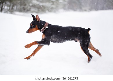 German Pinscher