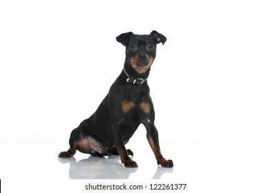 German Pinscher Dog