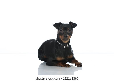 German Pinscher Dog