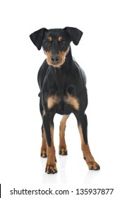 German Pinscher Dog