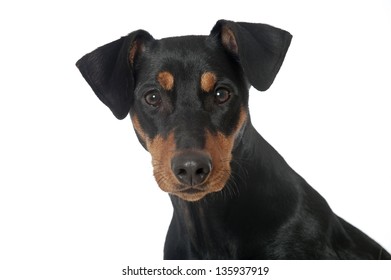 German Pinscher Dog