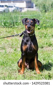 German Pinscher Puppy Is Sitting On A Green Meadow. Pet Animals.