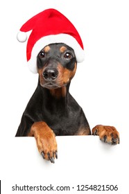 German Pinscher In Santa Red Hat Above Banner, Isolated On White Background. Christmas Animals Theme