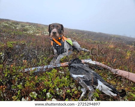 German pointer and a black grouse 2