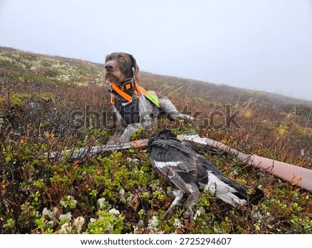 German pointer and a black grouse 