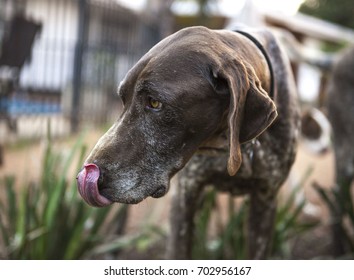 German Pointer Dog licking nose