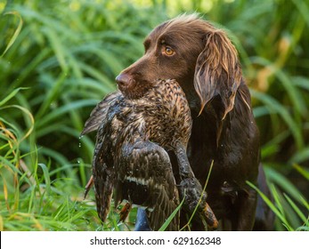 German Pointer With Duck