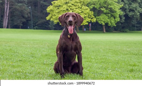 German pointer in the field of Brussels