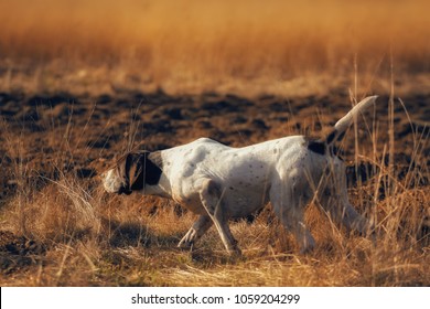 German Pointer Hunting