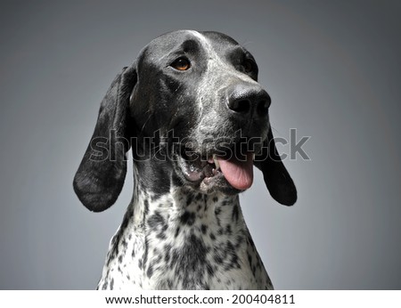 German Pointer portrait in a graduated gray background