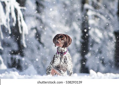 German Pointer In Snow Posing