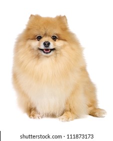 German Pomeranian Spitz Dog Studio On Stock Photo 111873173 | Shutterstock