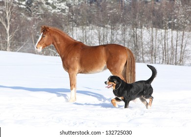 German Riding Pony with a dog