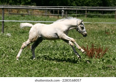 German riding pony foal galloping on meadow - Powered by Shutterstock