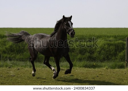 German riding pony in gallop