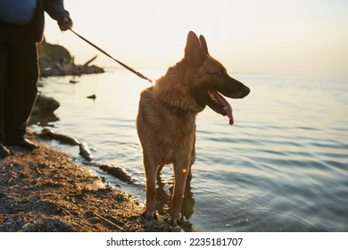German Sheepdog on a leash on the lake shore. Evening walking with dog - Shutterstock ID 2235181707
