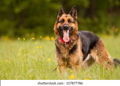 German Shepard