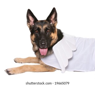 German Shepard With Angel Costume Isolated On White