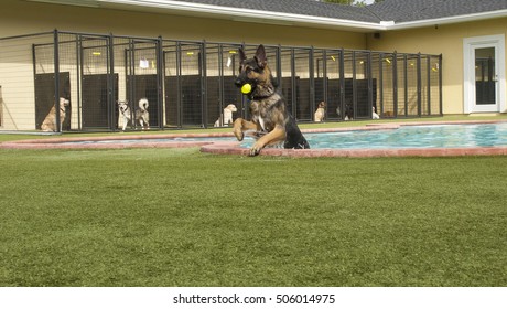 German Shepard Coming Out Of Pool At Doggie Daycare With Other Dogs