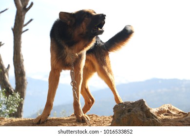 German Shepard Dog Barking