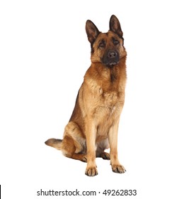 German Shepard Dog Portrait On White Background