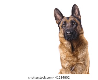 German Shepard Isolated On White With Space For Text