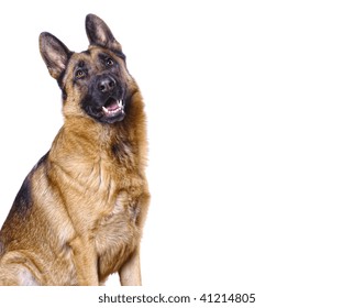 German Shepard Isolated On White With Space For Text