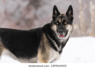 German Shepard mixed with Husky, a mixed breed large dog (Canis lupis). Yellow eyes, black, tan, and white coat. This canine loves to run and play in the winter snow - Powered by Shutterstock