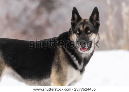 German Shepard mixed with Husky, a mixed breed large dog (Canis lupis). Yellow eyes, black, tan, and white coat. This canine loves to run and play in the winter snow