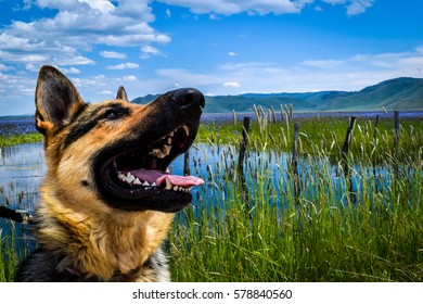 German Shepard Near Field Of Lilies 