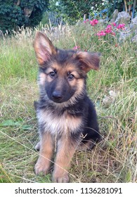 German Shepard Puppy