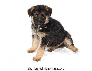 German Shepard Puppy