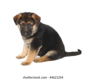 German Shepard Puppy