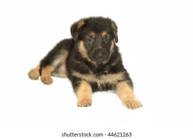 German Shepard Puppy