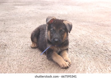 German Shepard Puppy