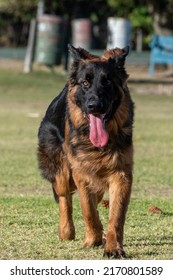 German Shepard Running In Field