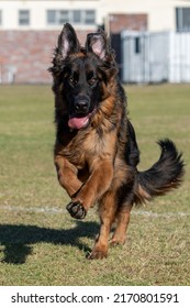 German Shepard Running In Field