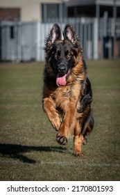 German Shepard Running In Field