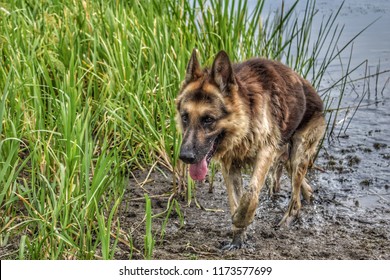 German Shepard Running In The Mud.