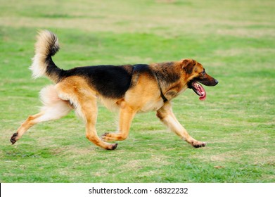 A German Shepard Running On The Lawn