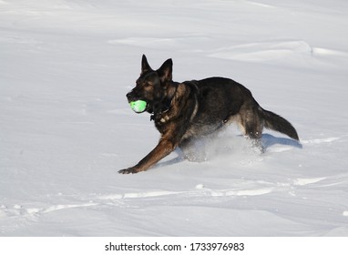 German Shepard Running In The Snow