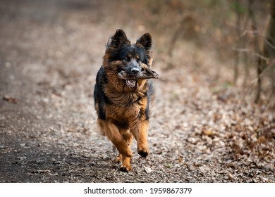 German Shepard Running  With Stick In The Mouth 