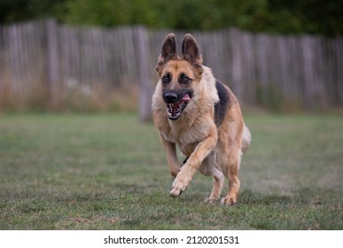 German Shepard Running While Tongue Sticking Out