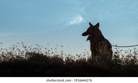 German Shepard Silhouette Photograph In The Grass Field Low Angle, Leashed Pet Mouth Open And Tongue Out Enjoying The Walk And The Time With The Master Outdoors.