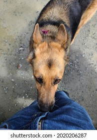 A German Shepard Sniffing The Crotch Of A Man. It's A Top Down, Close Up Head Shot Of This Brown And Black, Very Large, Full Breed Dog.