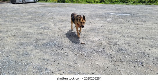 A German Shepard Walking Across A Gravel Parking Lot.   It's A Top Down, Close Up, Full Body Shot Of This Beautiful Brown And Black, Very Large, Full Breed Dog.