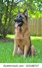 German Shephard Dog