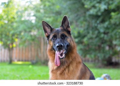 German Shephard Dog