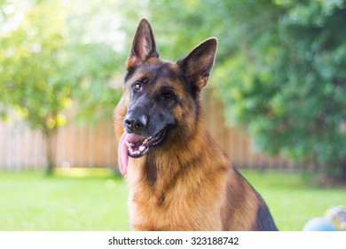 German Shephard Dog